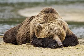 bear napping