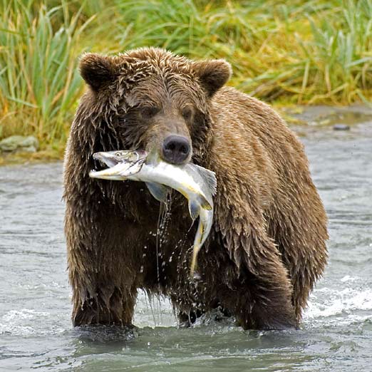 bear with salmon