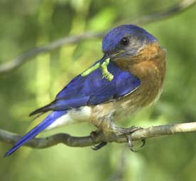 Bluebird with worm
