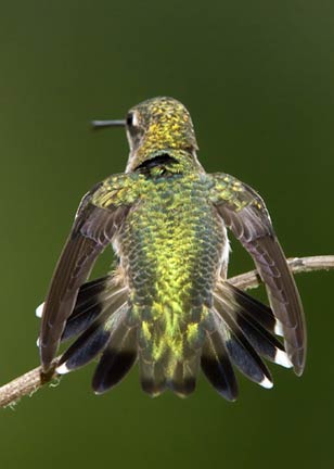 Hummingbird back display