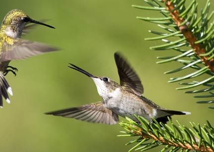 hummingbird attack