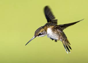 Hummingbird bomber