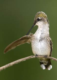 Hummingbird grooming wing