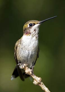 hummingbird immature male