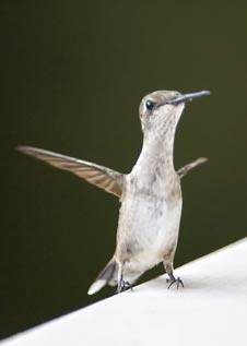 Hummingbird juvenile