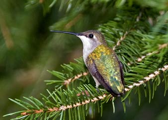 Hummingbird on evergreen