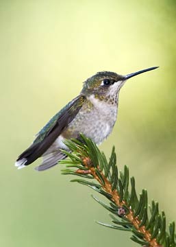 Hummingbird on limb