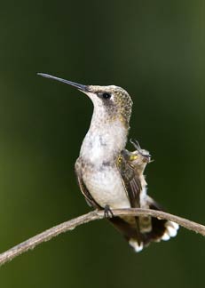 Hummingbird scratching