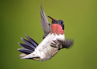 hummingbird upside down