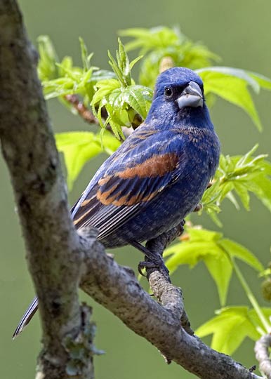 blue grosbeak