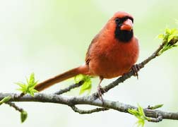 cardinal onbranch