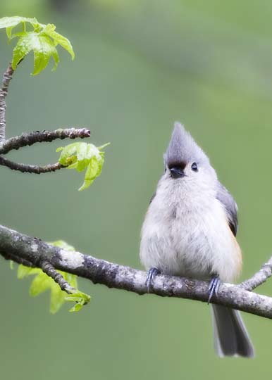 titmouse